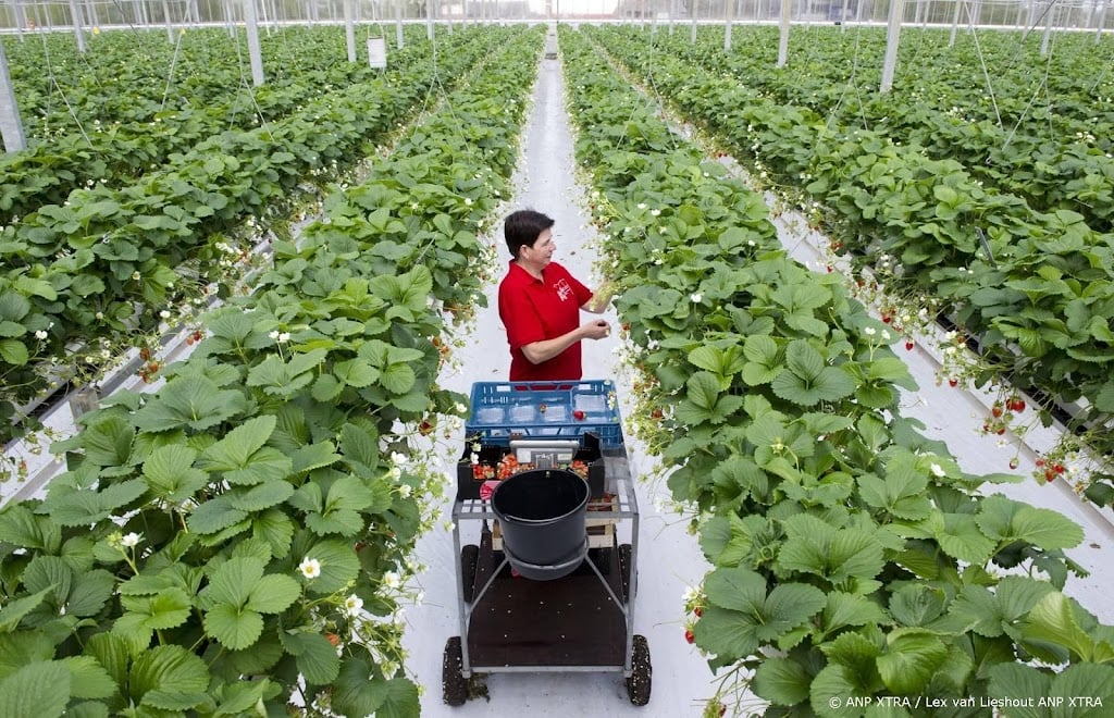 Tuinbouw vreest minder te kunnen telen door afname pesticiden