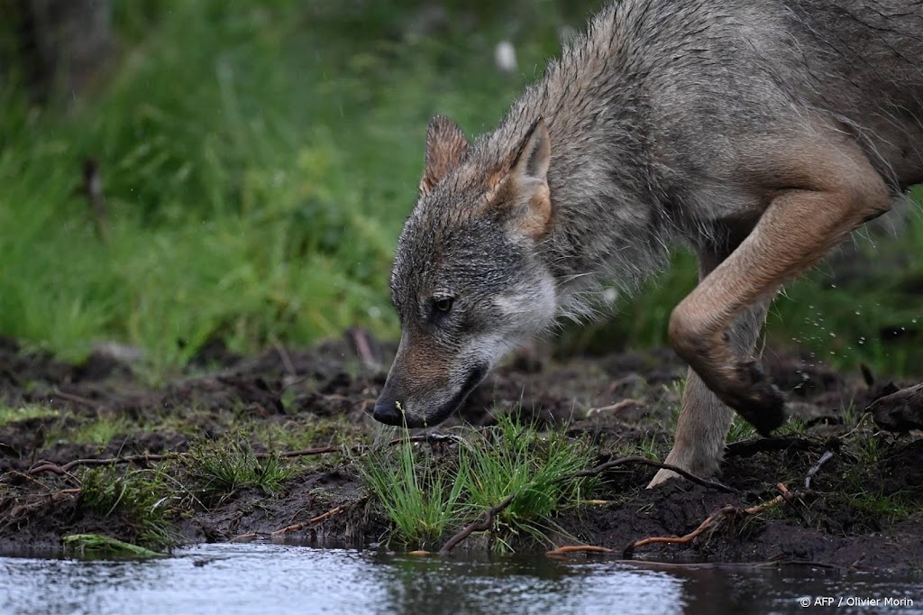 Provincie Drenthe wacht met nader onderzoek naar wolvenaanval