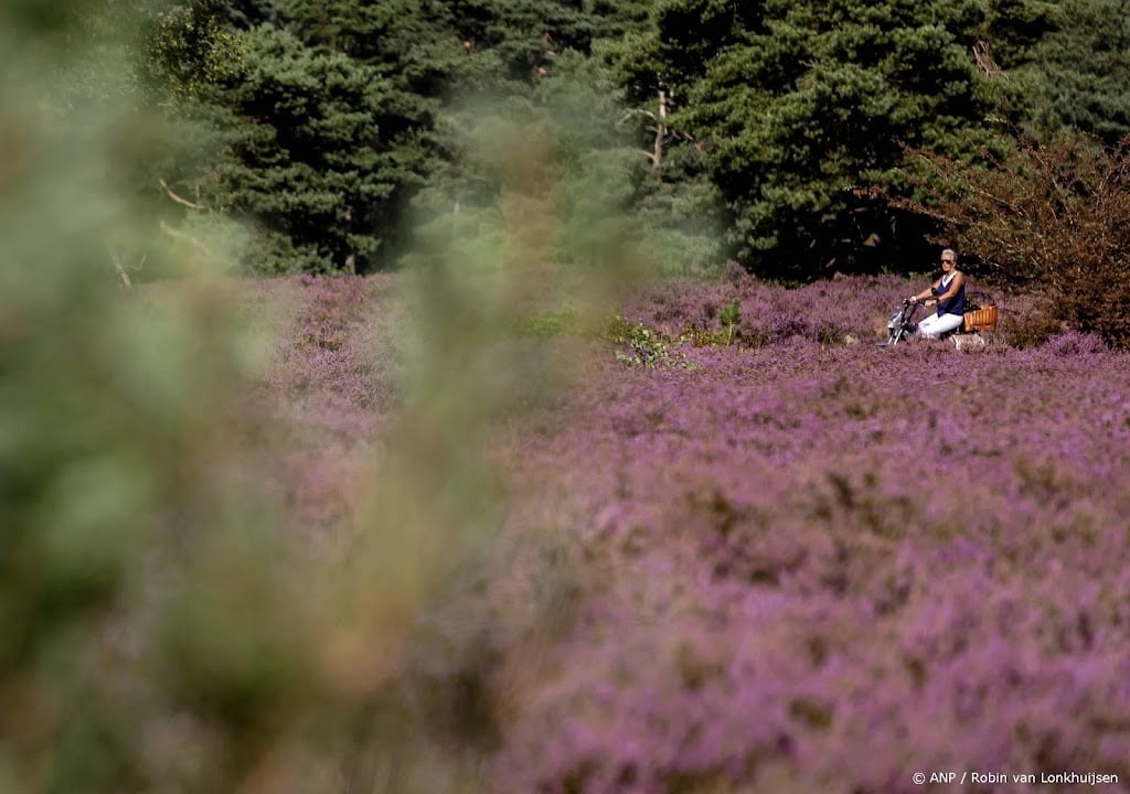 Wolf bijt hond in natuurgebied Epe 