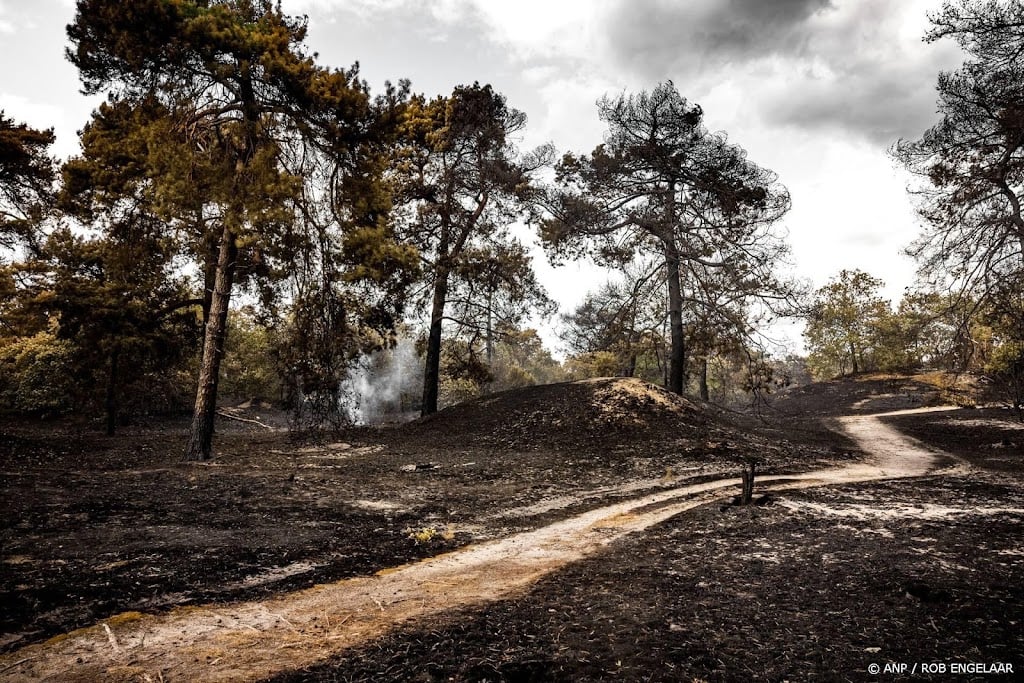 Nog een kleine honderd jeneverbesstruiken over na brand Oostrum