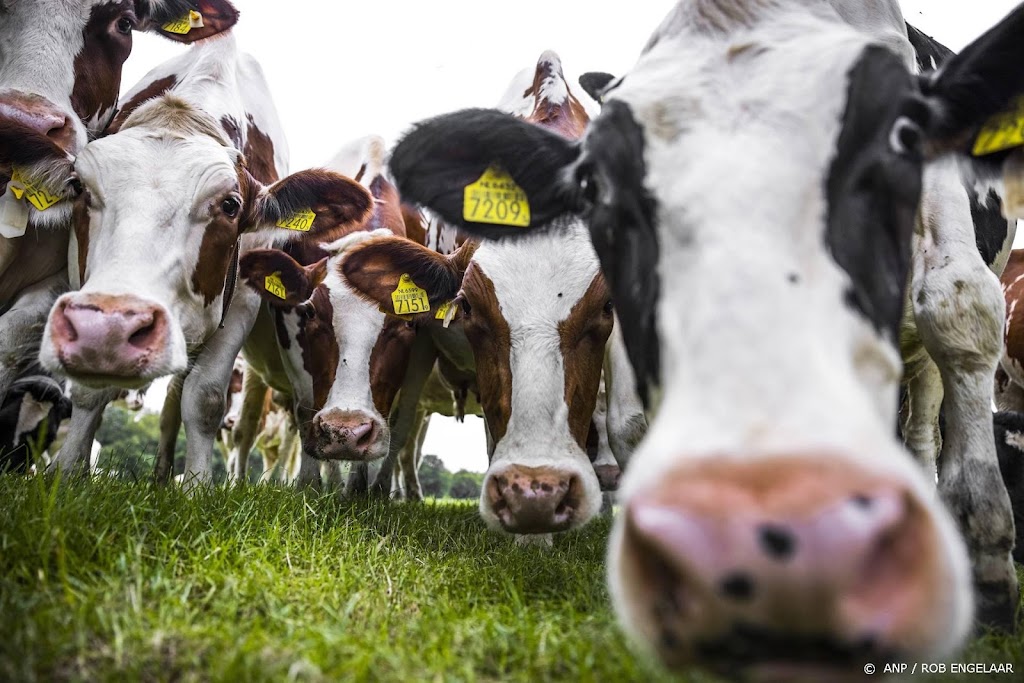 Koe in de wei leidt niet altijd tot extra stikstofuitstoot
