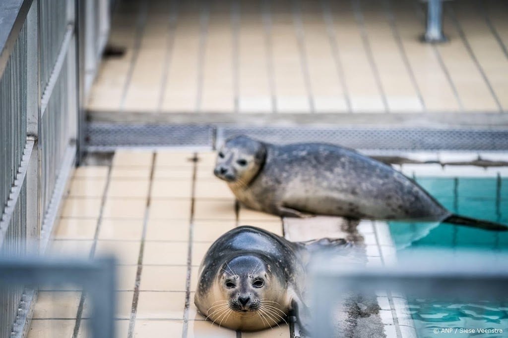 Zeehondenopvang Waddenzee dreigt failliet te gaan