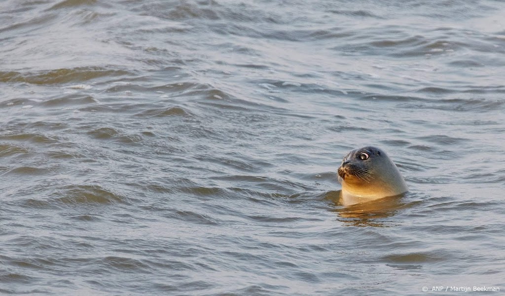 Zeehondenpopulatie in Nederlands deel Waddenzee groeit