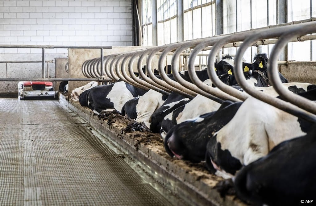 Noors melkbedrijf stopt met 'Nederlands' middel tegen methaan