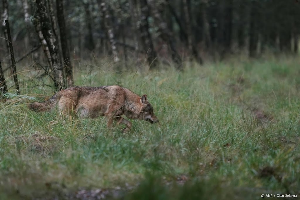Weer een wolf doodgereden, nu in Gelderland