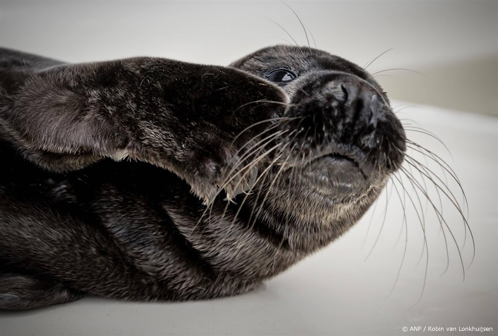 Zeehondencentra zien steeds meer zeehonden verstrikt in afval