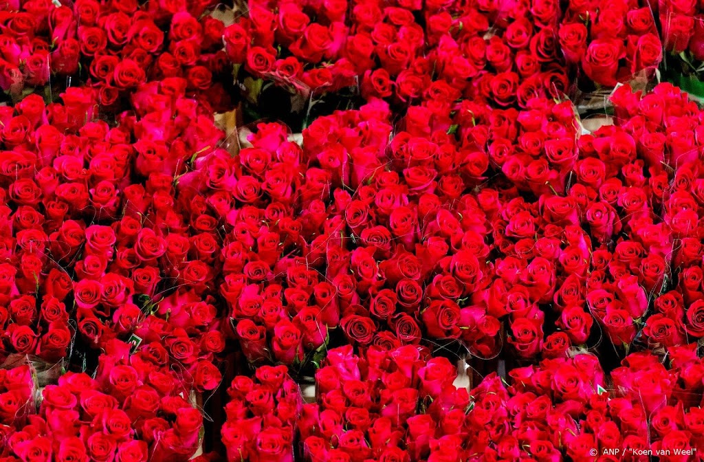 Planten- en bloemensector: drie keer drukker door Valentijn