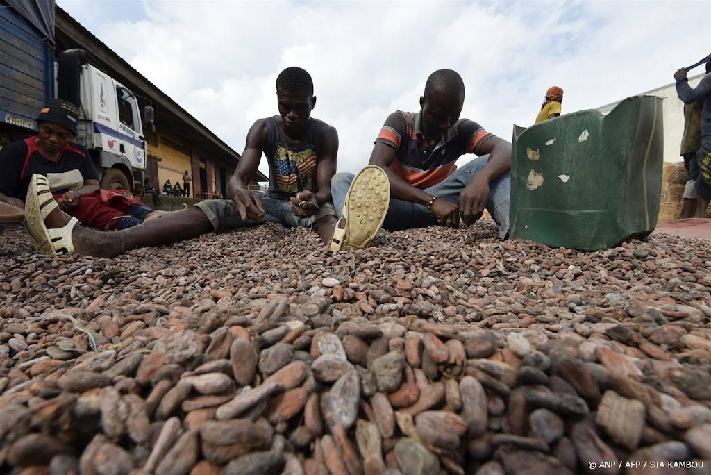 Cacaobonen te duur voor Afrikaanse cacaoverwerkers, meldt Reuters
