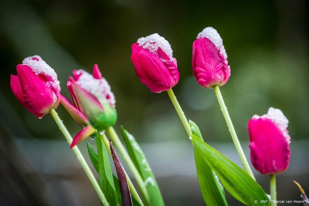 'Op tweede paasdag 2 tot 4 graden kouder dan normaal'