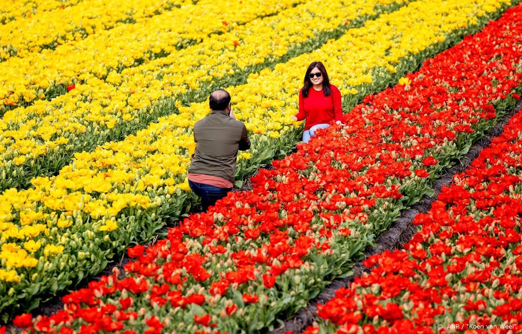 'Met tranen in mijn ogen moet ik mijn tulpen al weghalen'