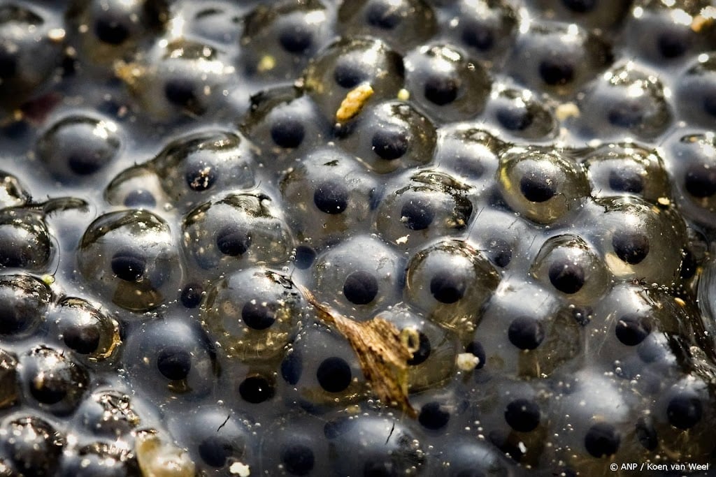 Honderden meldingen van kikkerdril, ondanks 'terugval' in maart