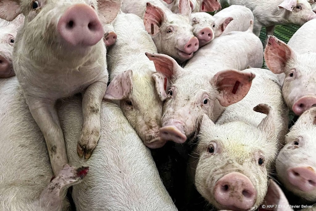 Aantal varkensslachtingen Nederland op laagste niveau sinds 2009