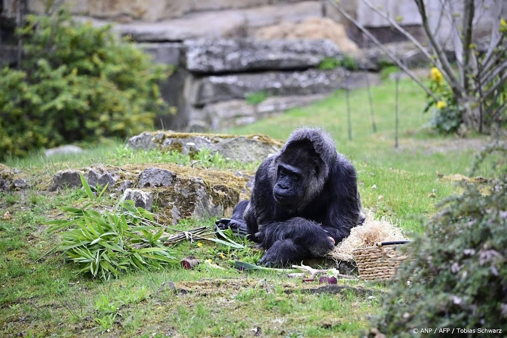 Oudste gorilla ter wereld viert 69e verjaardag in Berlijn
