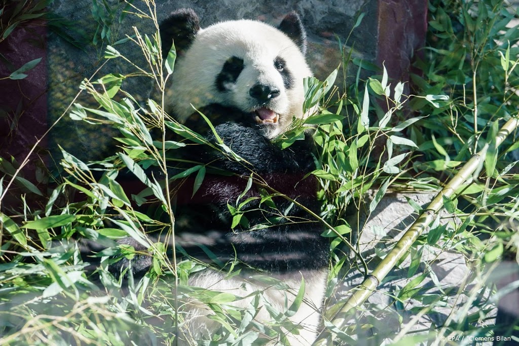 Bamboetekort dwingt dierentuin panda's weg te sturen