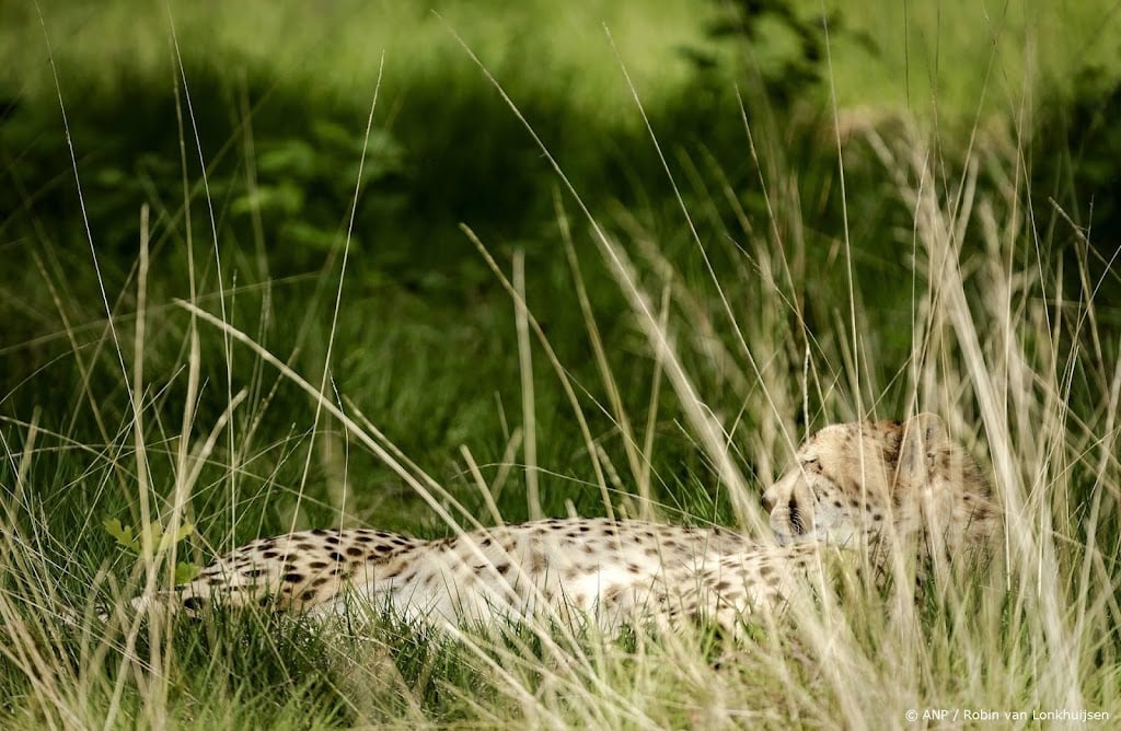 Cheetah ontsnapt uit verblijf in Beekse Bergen, park gesloten