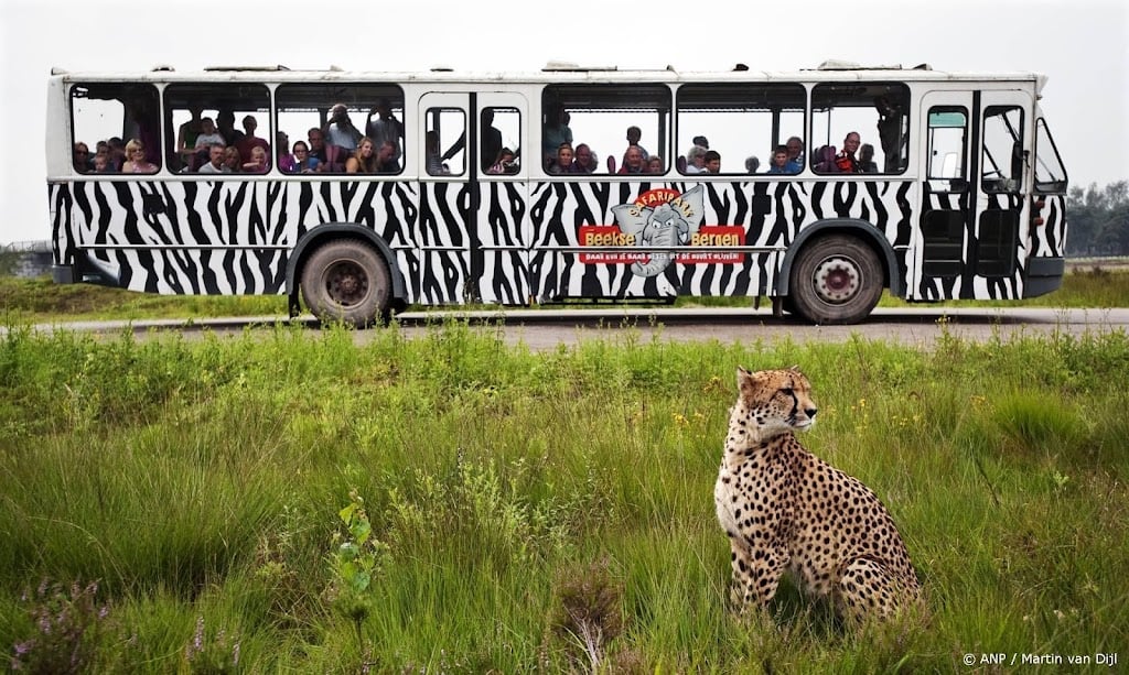 Ontsnapte cheetah Beekse Bergen gevangen, park weer open