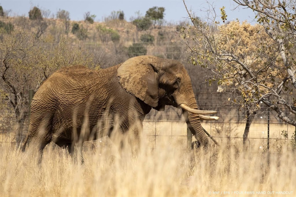 Zimbabwe gaat 200 olifanten afmaken om voedseltekorten