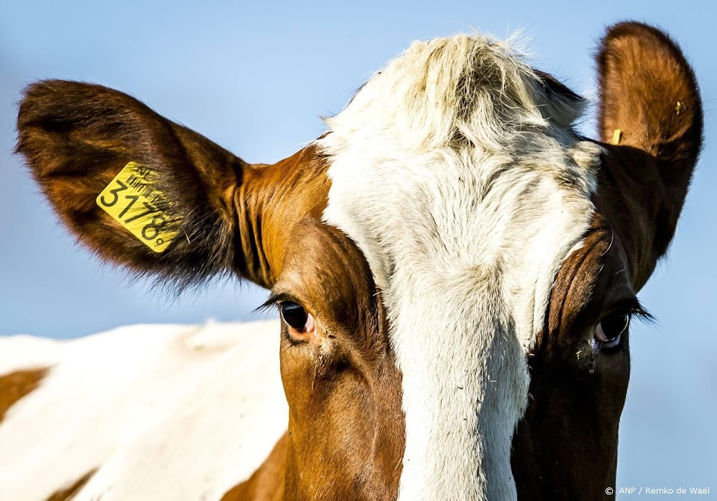 Voederbedrijven uit belangenclub na dreigement boeren