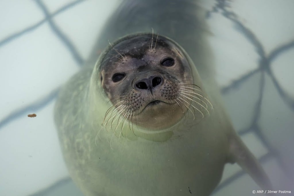 Duizenden donaties voor noodlijdende zeehondenopvang Waddenzee