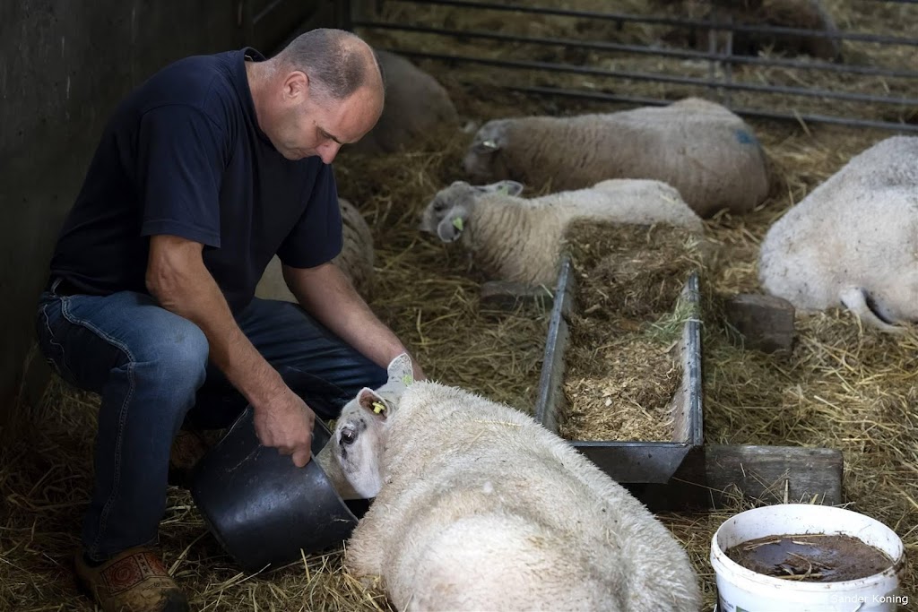 Blauwtong al op meer dan 5300 bedrijven