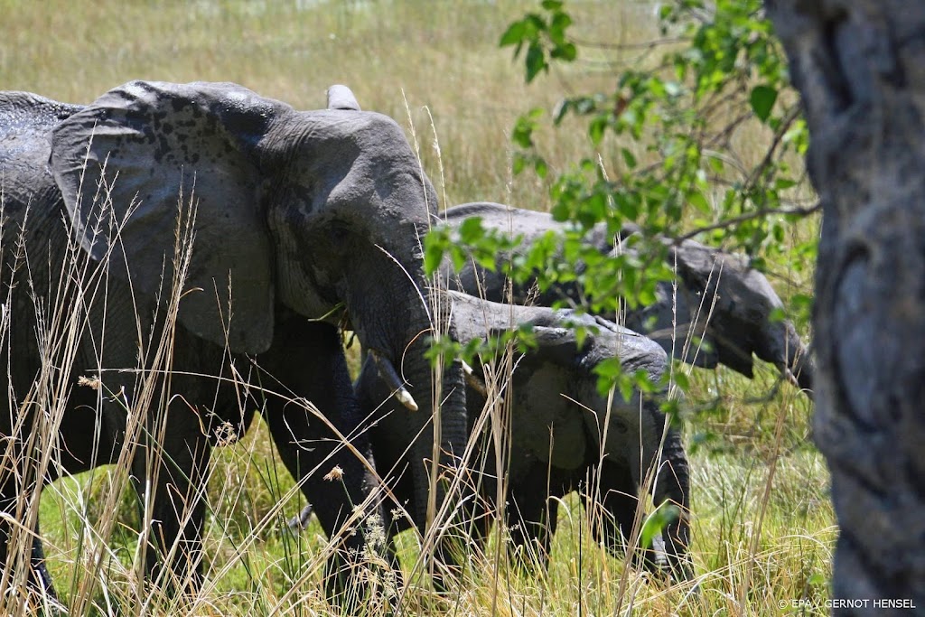 Botswana veilt vergunningen om 83 olifanten af te schieten