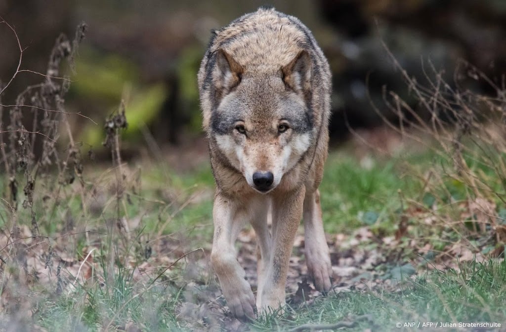 Duitse landbouwminister wil afschieten wolf makkelijker maken