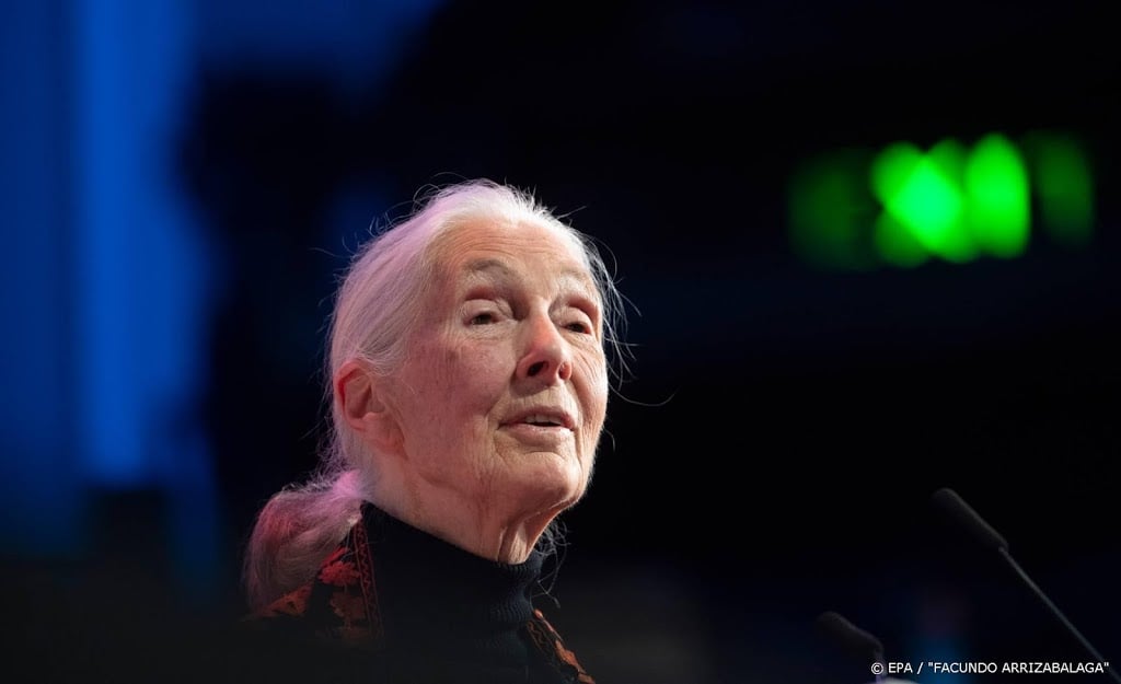 Primatologe Jane Goodall opent bonoboverblijf in Ouwehands