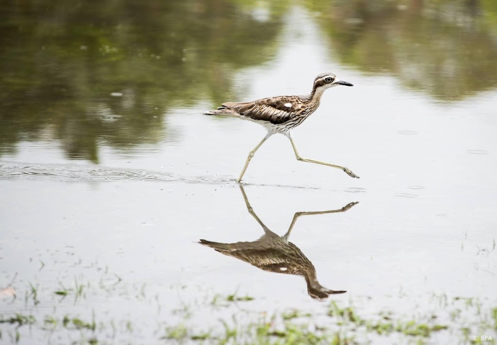 Vogelverenigingen maken zich meer zorgen over bedreigde wulp
