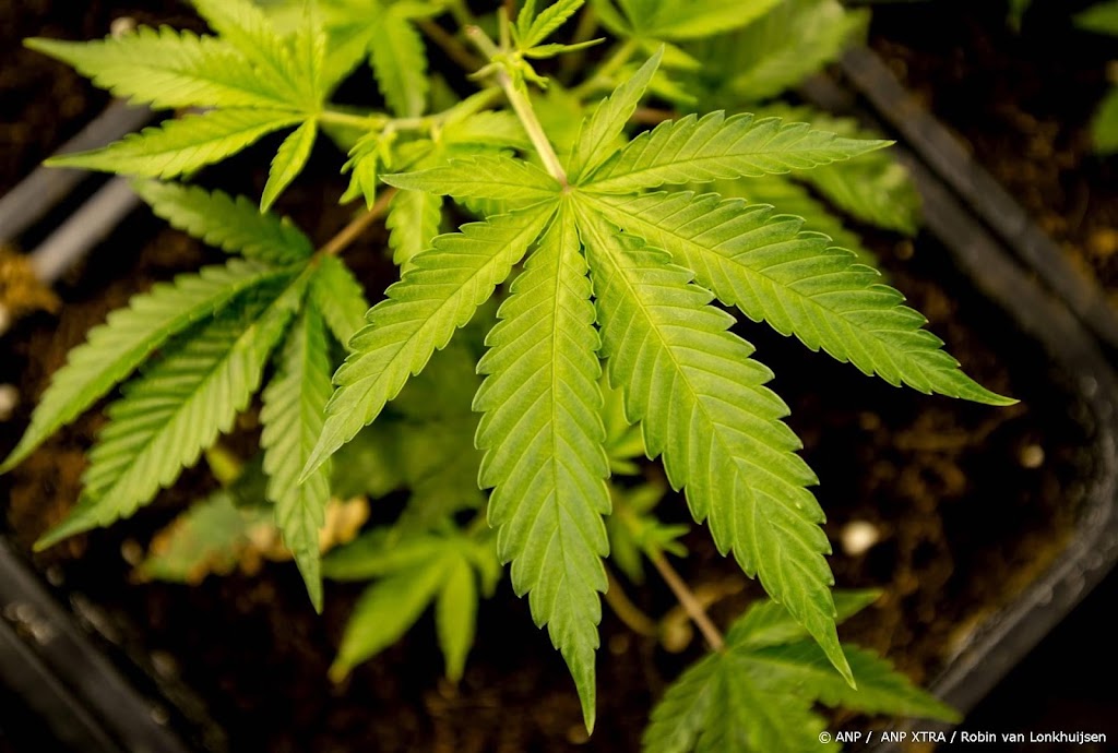 Duitser opgepakt in Rusland om gummiberen met cannabis