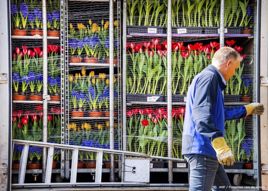 Export Nederlandse bloemen en planten op recordniveau