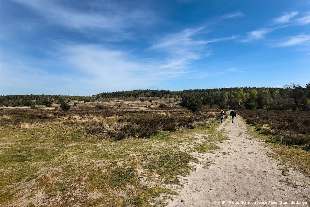 Hardloopster op De Hoge Veluwe gebeten, provincie denkt door wolf