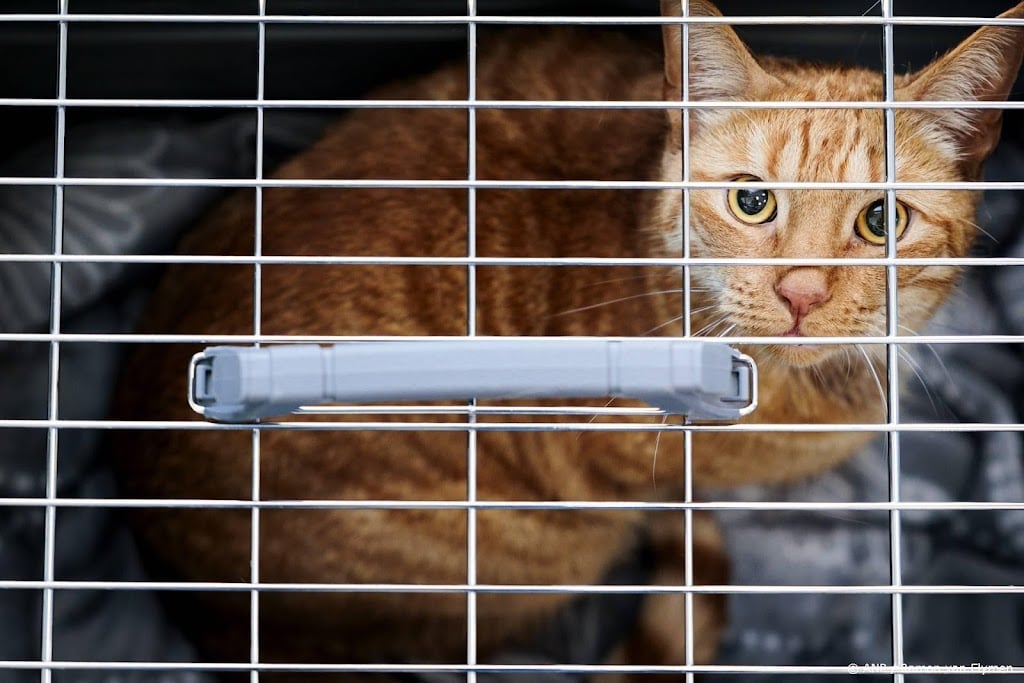 9 huisdieren dood gevonden in Bergentheim, mogelijk vergiftigd 