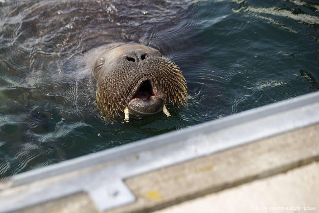 Rondzwervende walrus Freya afgemaakt