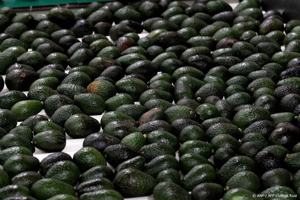 Douane vindt ruim 600 kilo drugs in containers met avocado's