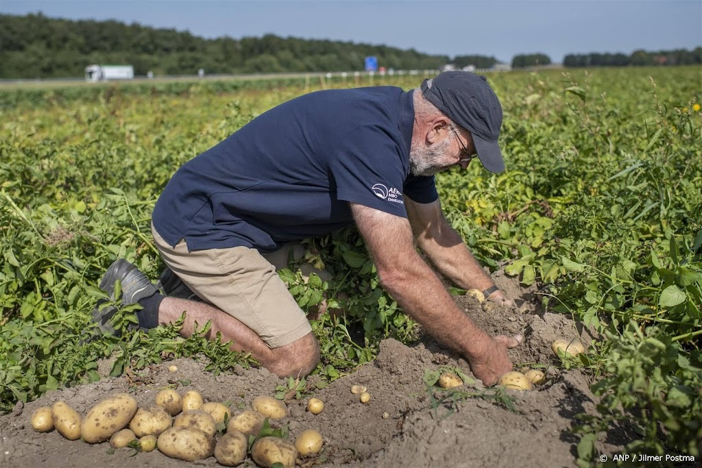 Aardappel moet na twee weken uitstel echt uit de grond