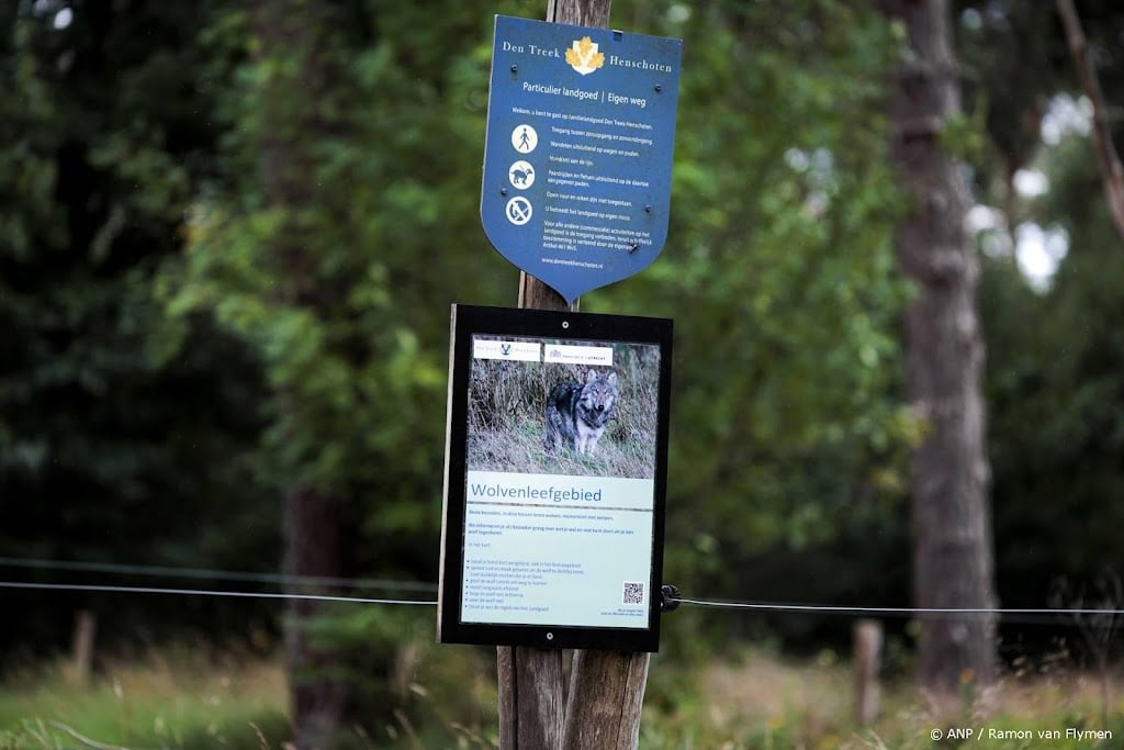 Toestemming voor vangen en zenderen wolven op Utrechtse Heuvelrug