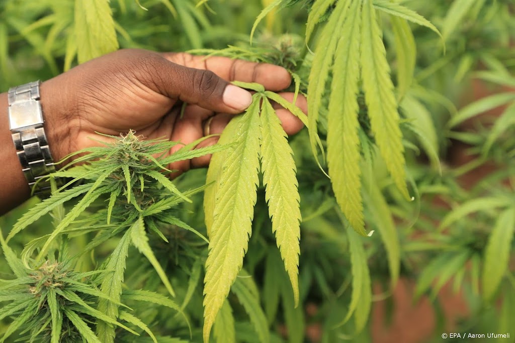 Europese primeur: Malta legaliseert gebruik en teelt cannabis