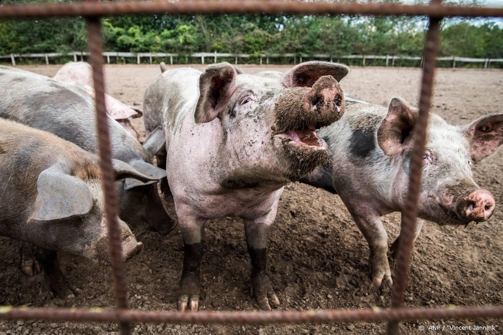 Mogelijk meer geld voor stoppende varkenshouders