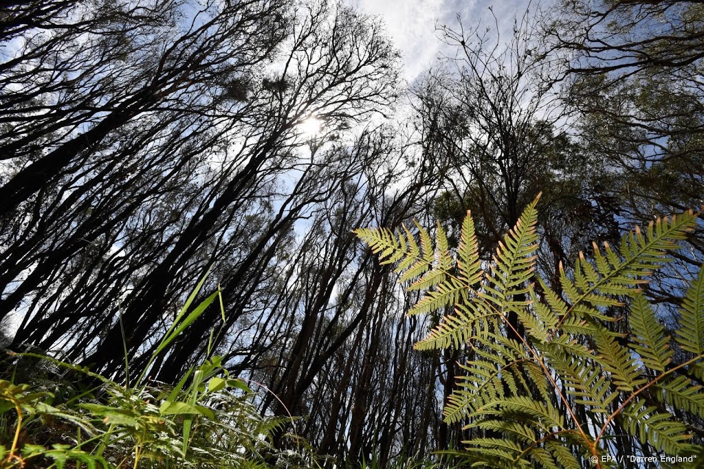Overvloed aan regen verwacht in Australische bosbrandgebieden
