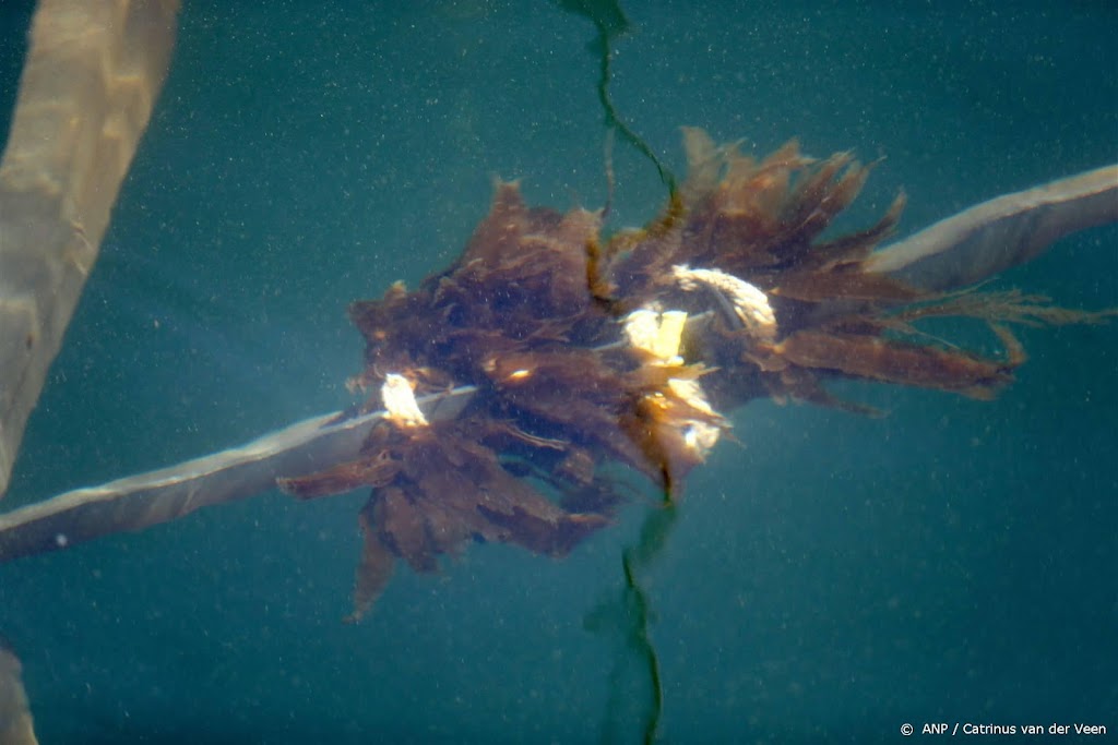 Primeur op Noordzee: zeewierteelt tussen windmolens 