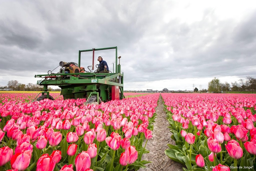 Bloemen- en plantenexporteurs wekelijks 100 miljoen euro kwijt