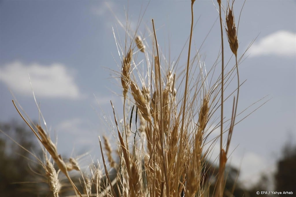 Polen verbiedt invoer graan uit Oekraïne om boeren te beschermen 