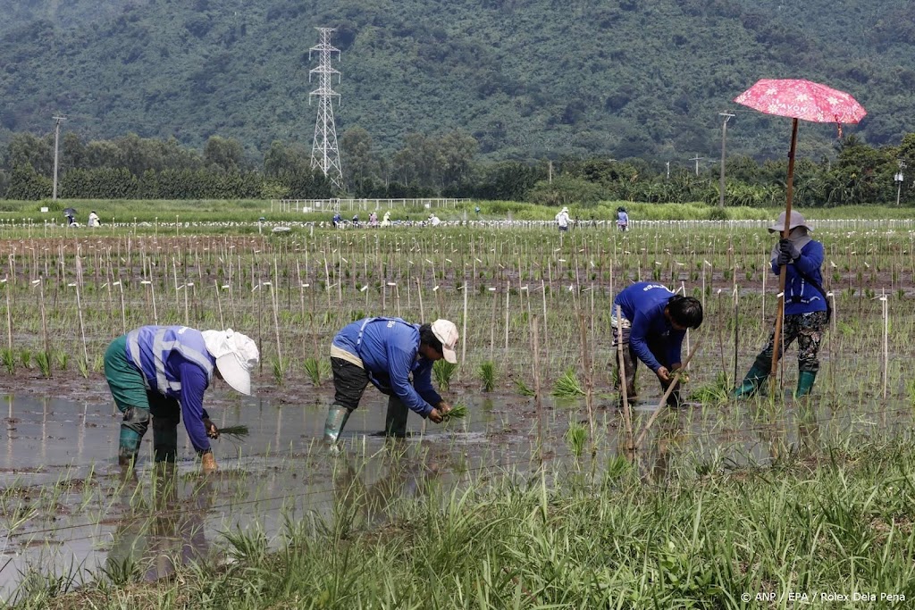 Rijstprijzen in Azië stijgen het sterkst in ruim twee jaar