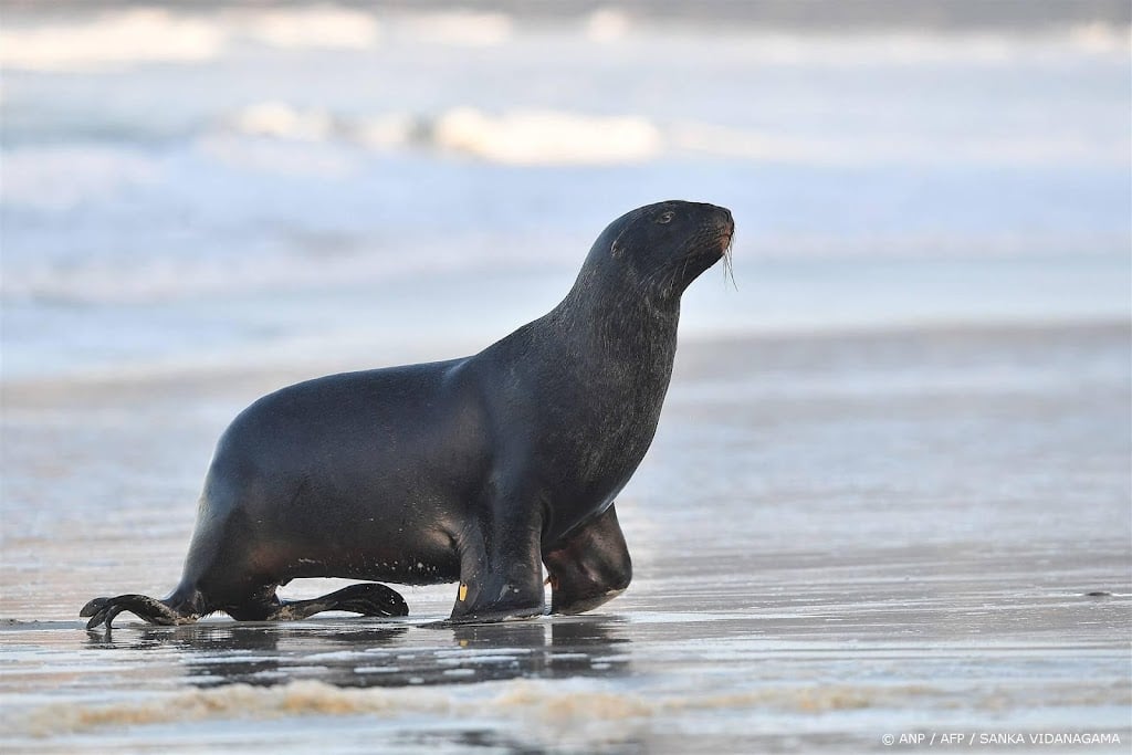 Geen strafrechtelijke vervolging na vangen zeehond
