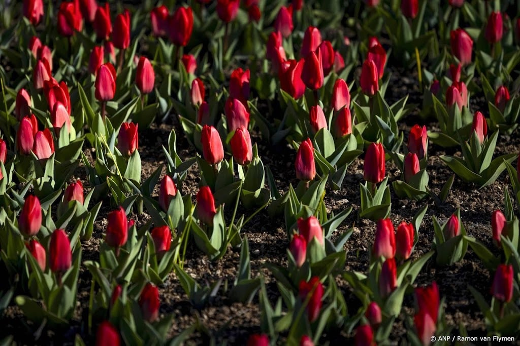 Nederlandse tulpenexport blijft achter door tegenvallende oogst