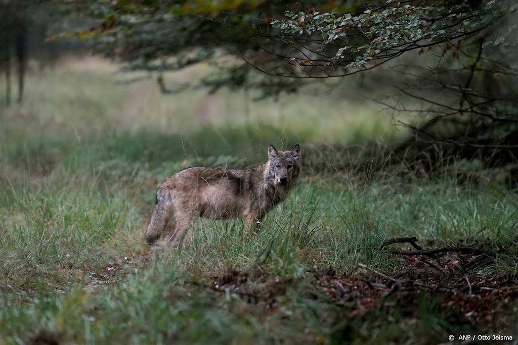 Drenthe heeft minimaal tien jonge wolven in de provincie