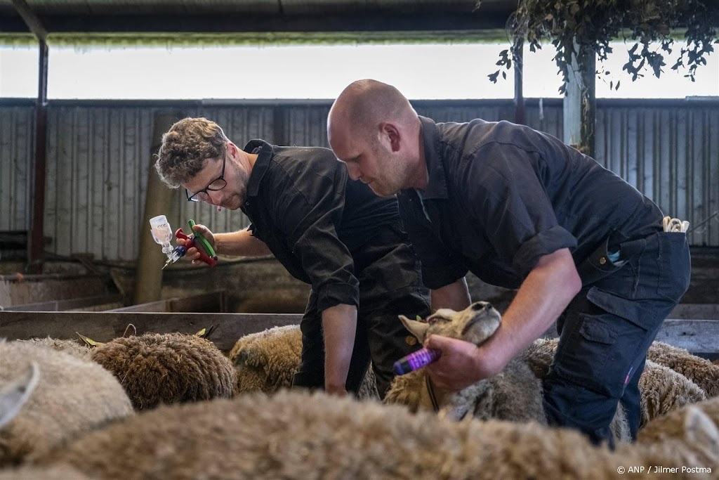 Schapenhouders willen vergoeding voor kosten blauwtongvaccins
