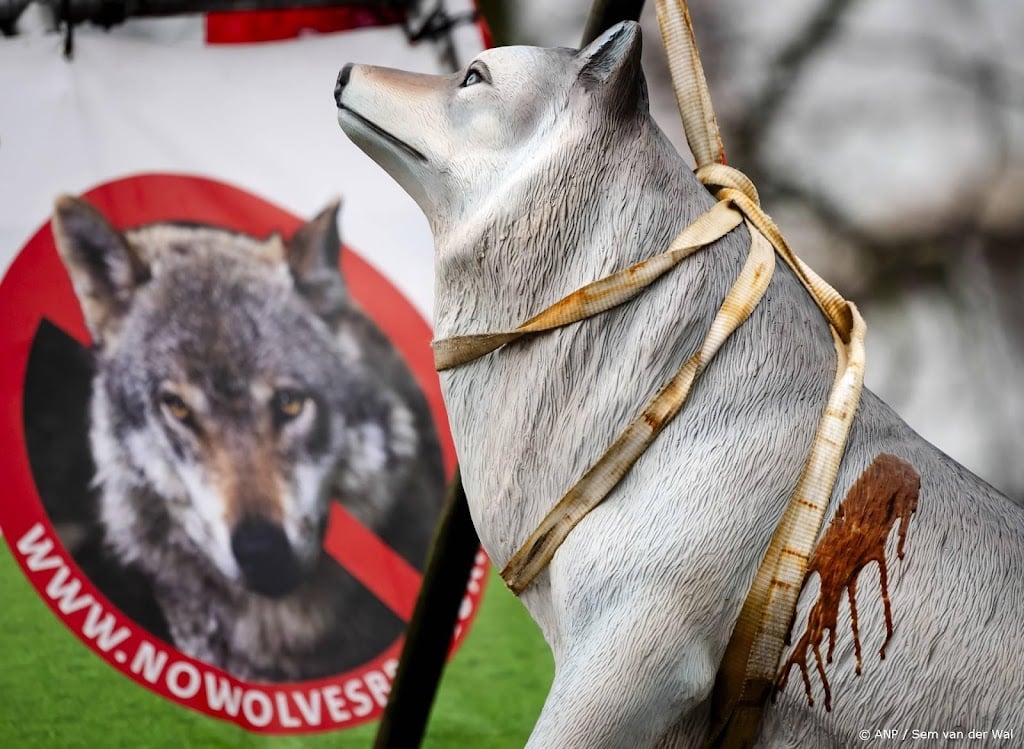 Raad van State: regels voor doden probleemwolf te ruim