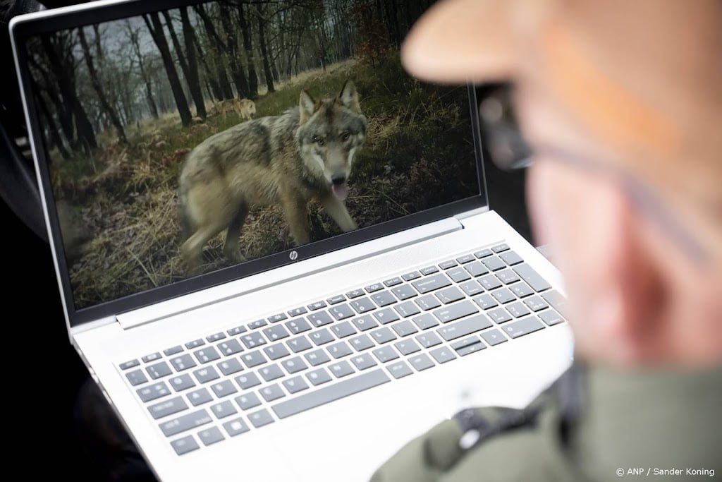 Dit voorjaar zeker 45 wolven geboren in Nederland