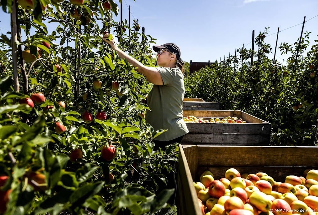 EU-rekenkamer: groenten- en fruittelers te weinig georganiseerd